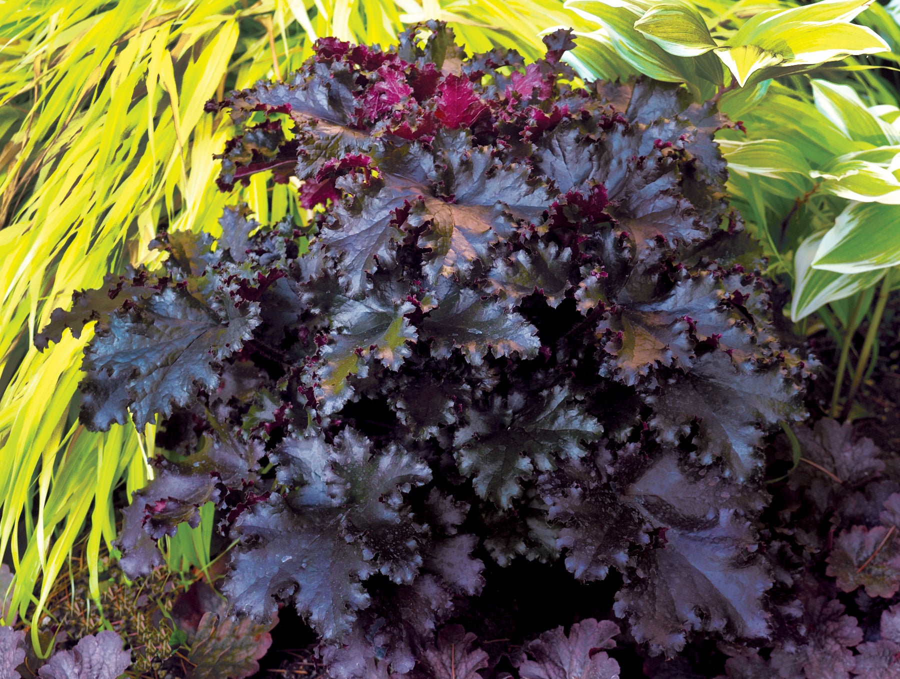 Heuchera "Black Taffeta"