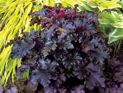 Heuchera "Black Taffeta"