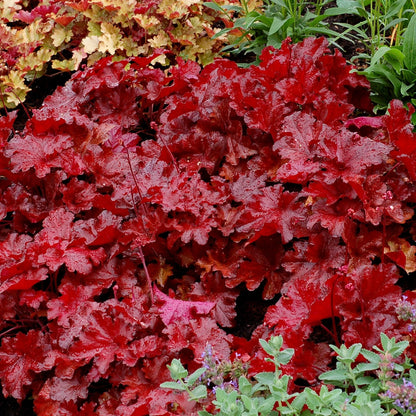 Heuchera "Forever Red " - Gradina Noastra