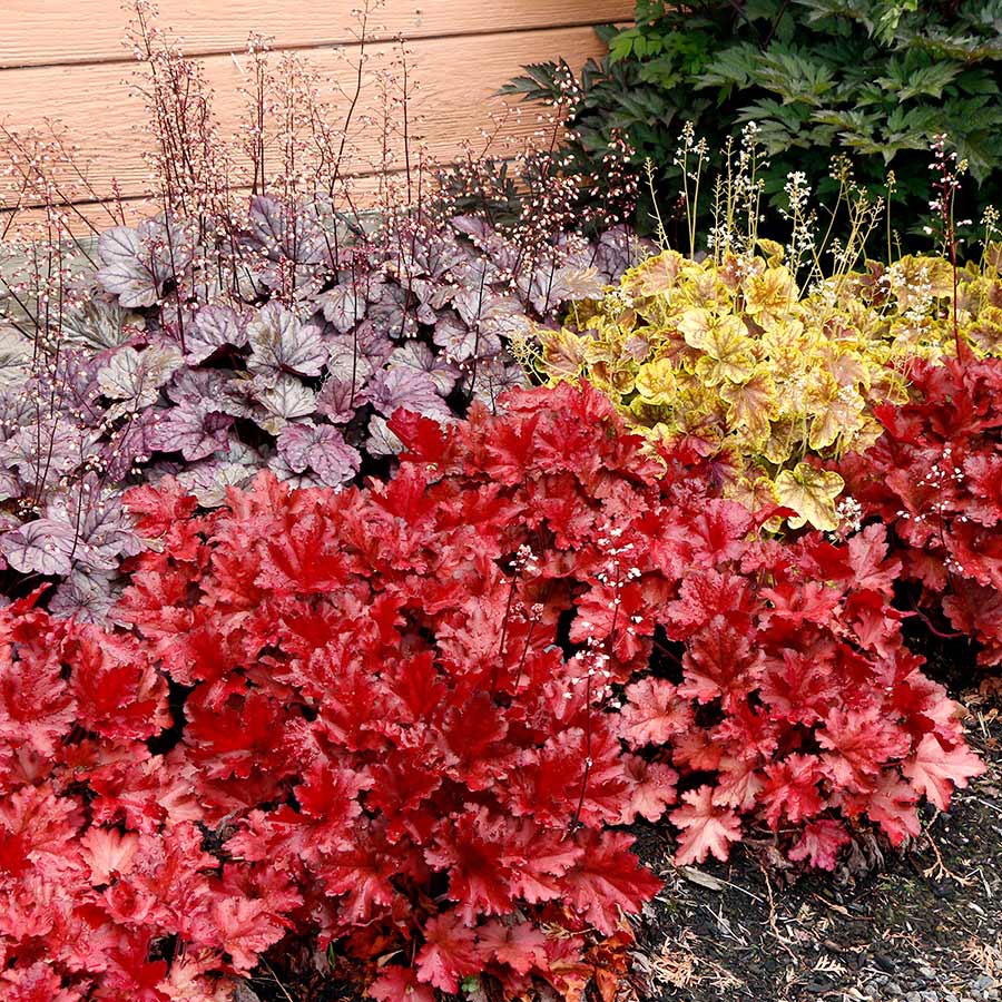 Heuchera "Forever Red " - Gradina Noastra