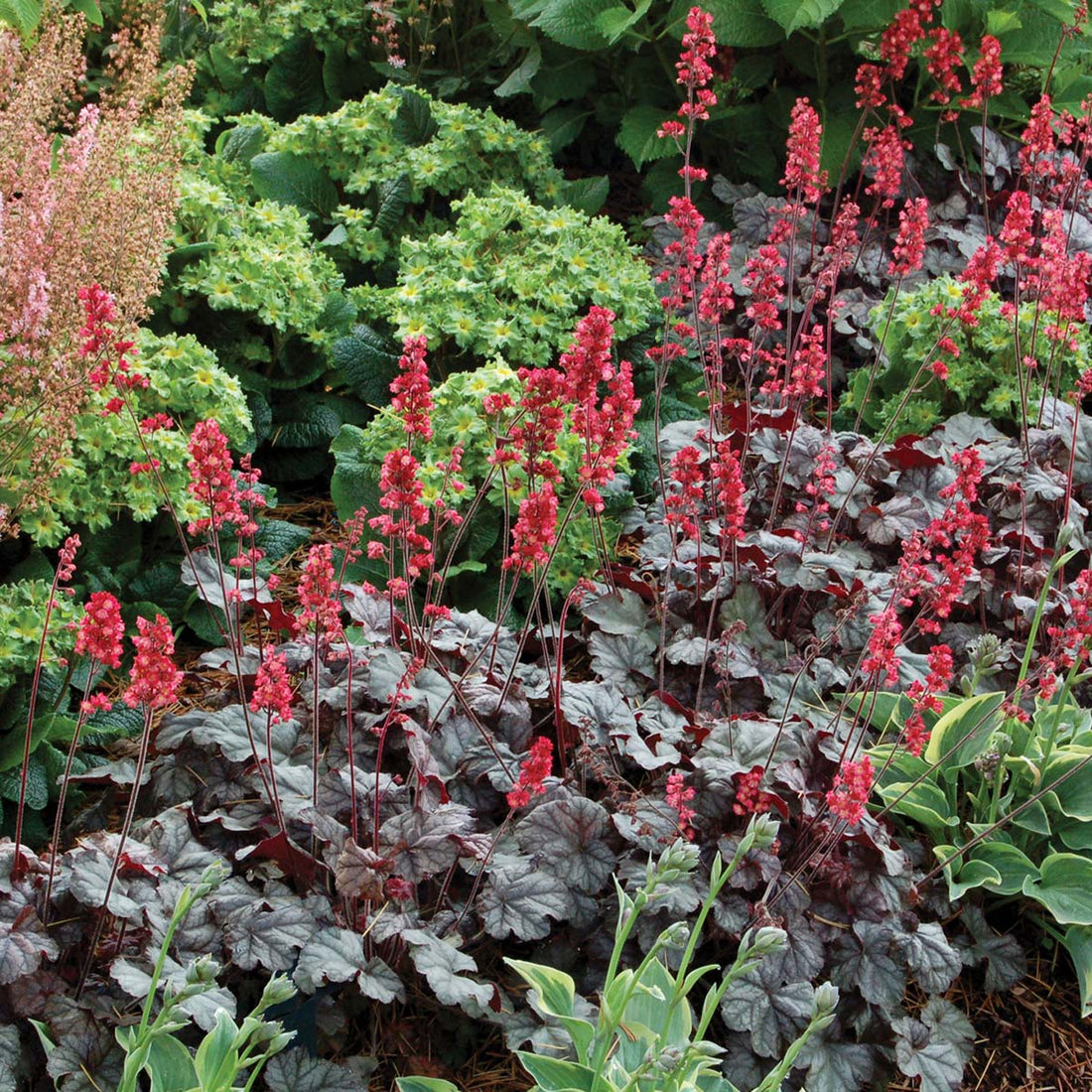 Heuchera "Hollywood"