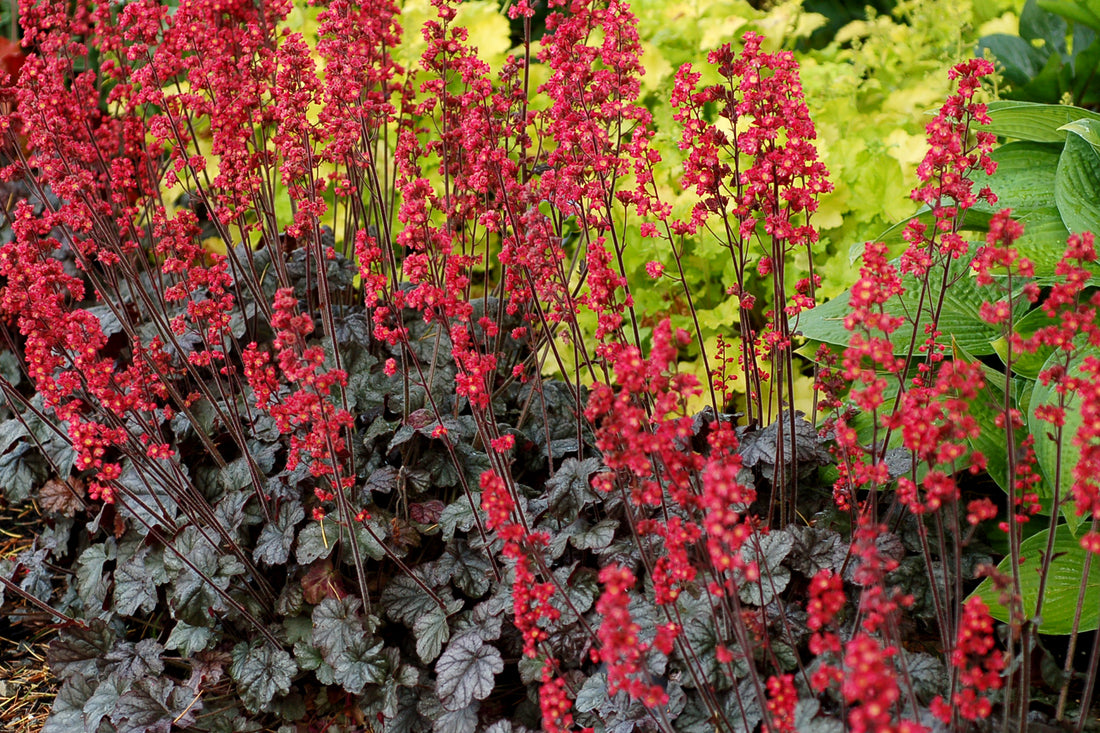 Heuchera "Hollywood"