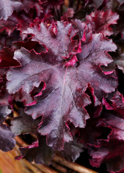 Heuchera "Melting Fire"