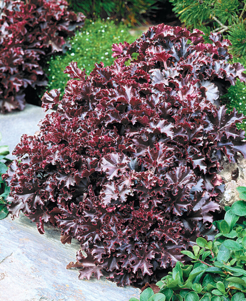 Heuchera "Melting Fire"