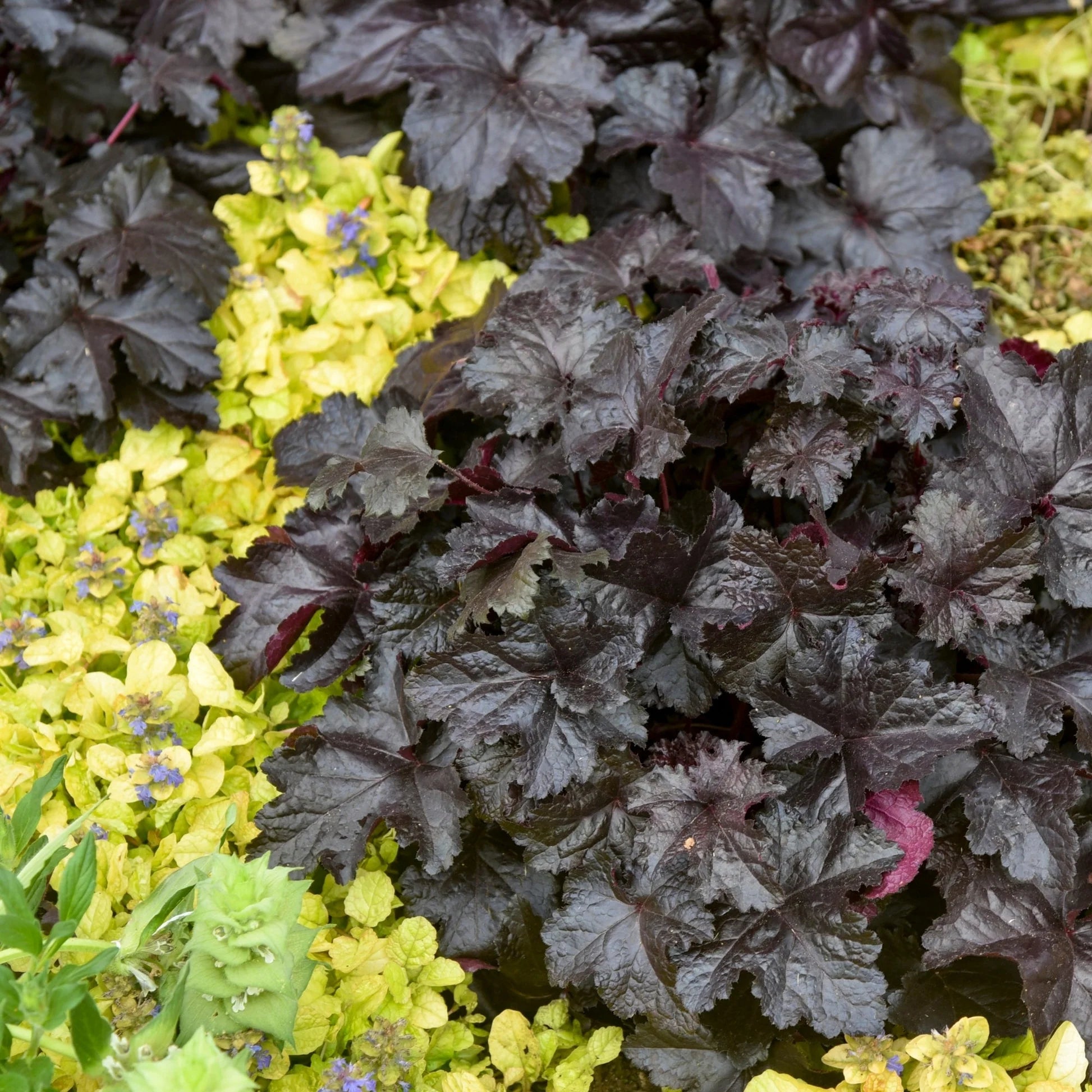 Heuchera "Black Pearl" - Gradina Noastra