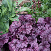 Heuchera "Wildberry" - Gradina Noastra