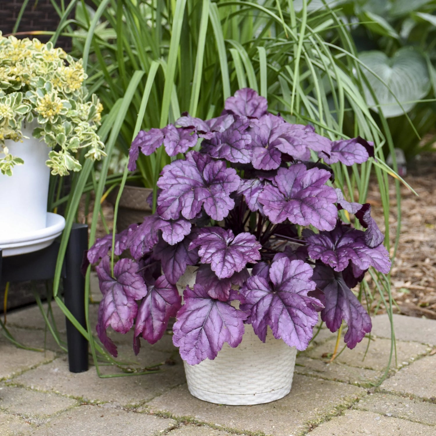 Heuchera "Wildberry" - Gradina Noastra