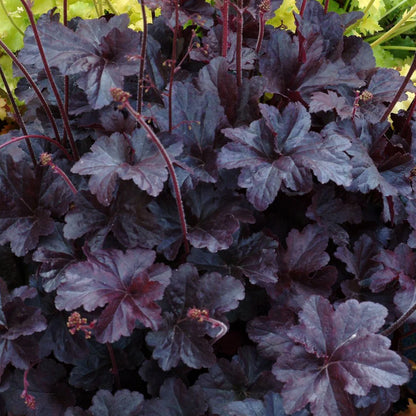 Heuchera "Black Taffeta"