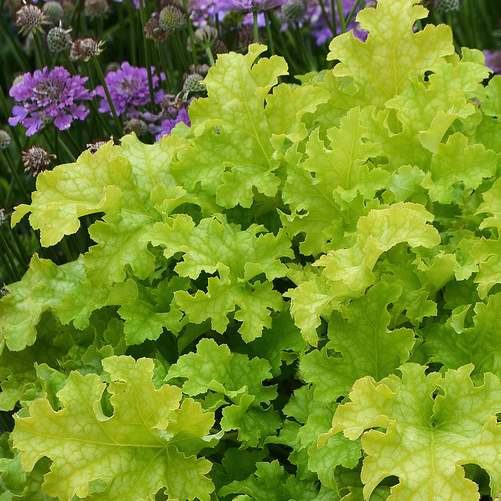 Heuchera "Lime Marmalade" - Gradina Noastra