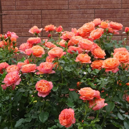 Trandafir floribunda "Coral Lions-Rose"/ Rosa floribunda "Coral Lions-Rose"/