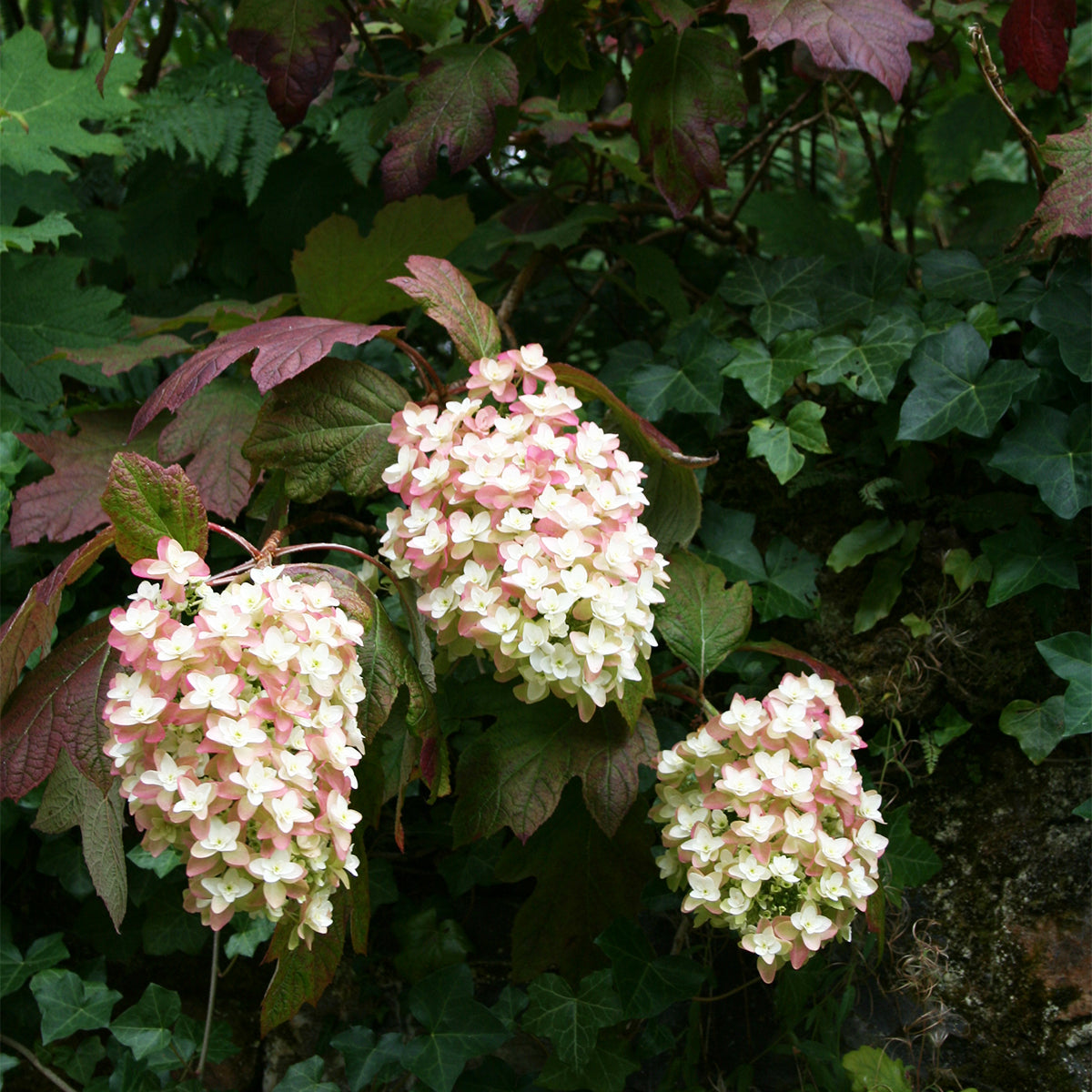 Hortensia cu frunza de stejar "Snowflake"/ Hydrangea quercifolia "Snowflake"/ - Gradina Noastra