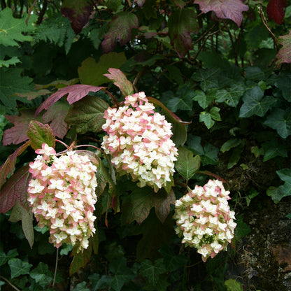 Hortensia cu frunza de stejar "Snowflake"/ Hydrangea quercifolia "Snowflake"/ - Gradina Noastra
