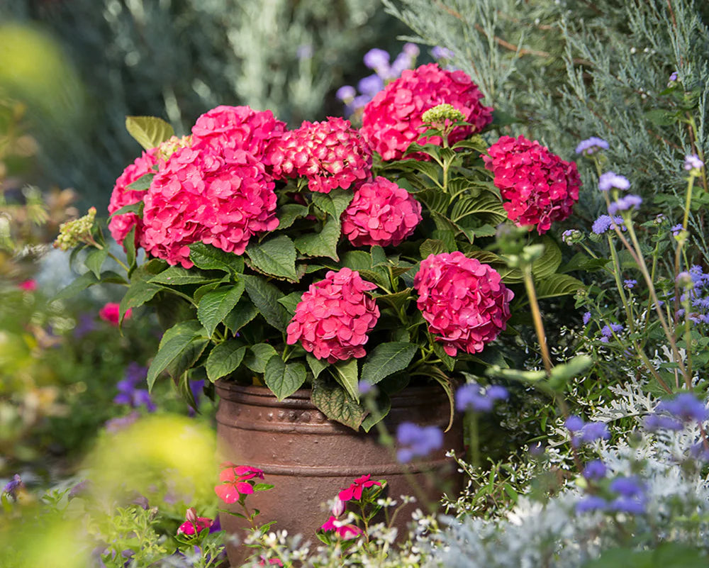Hortensia "Hot Red" / Hydrangea macr. "Hot Red"/