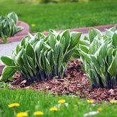 Hosta "Patriot" - Gradina Noastra