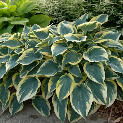 Hosta &quot;First Frost&quot; 0.20 - 0.30 m