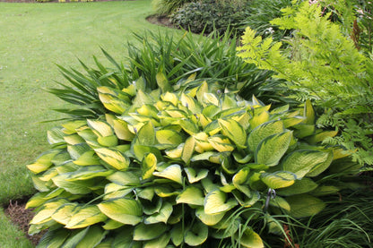 Crin de toamna "Gold Standard" / Hosta "Gold Standard" - Gradina Noastra
