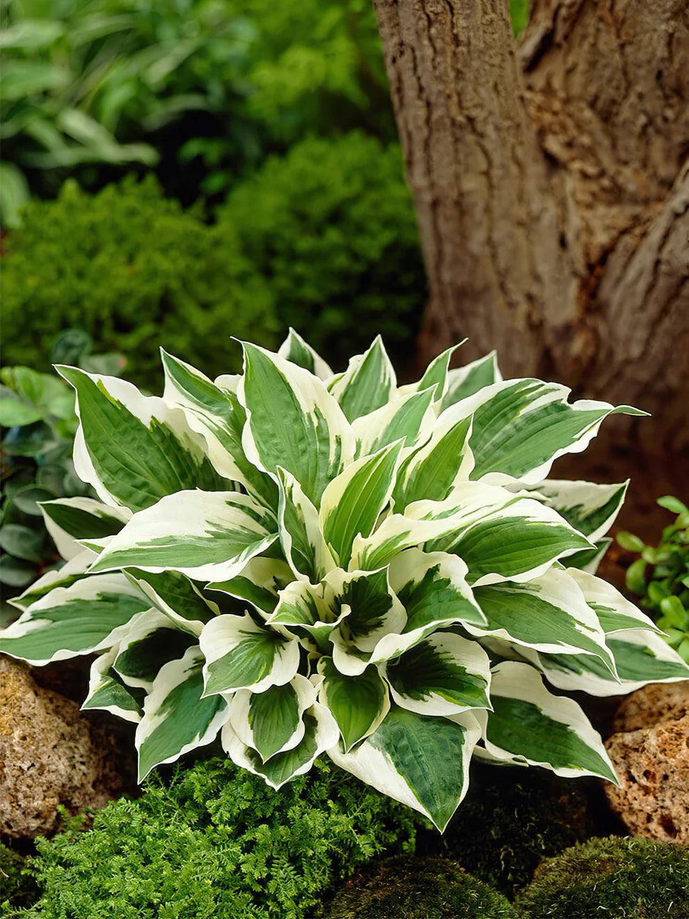 Hosta "Patriot" - Gradina Noastra