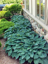 Crin de toamna "Halcyon" / Hosta "Halcyon" - Gradina Noastra