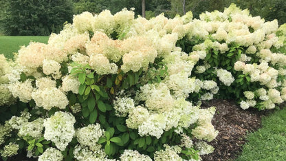 Hortensia paniculata "Fire Light Tiny Bit" / hydrangea paniculata "Fire Light Tiny Bit" /