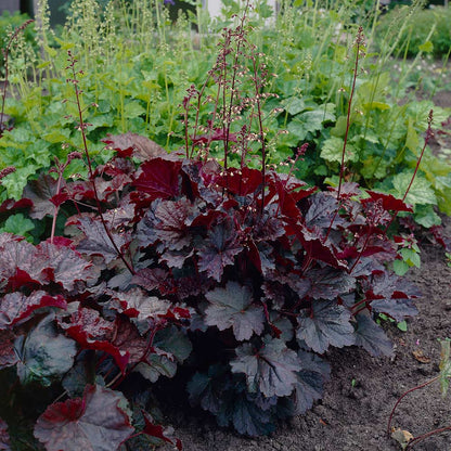 Heuchera "Palace Purple"