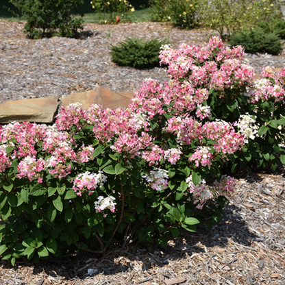 Hortensia paniculata &quot;Little Quick Fire&quot; / hydrangea paniculata &quot;Little Quick Fire&quot; /