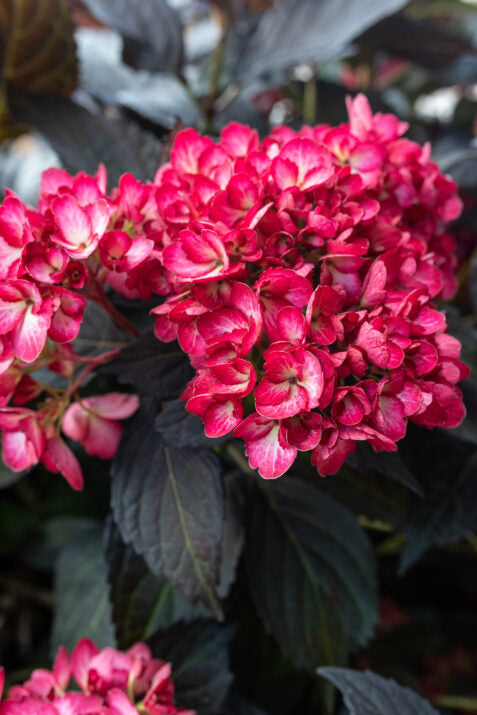 Hortensia "Eclipse" mov /Hydrangea macrophylla "Eclipse" purple /
