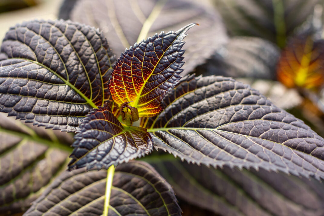 Hortensia "Eclipse" mov /Hydrangea macrophylla "Eclipse" purple /