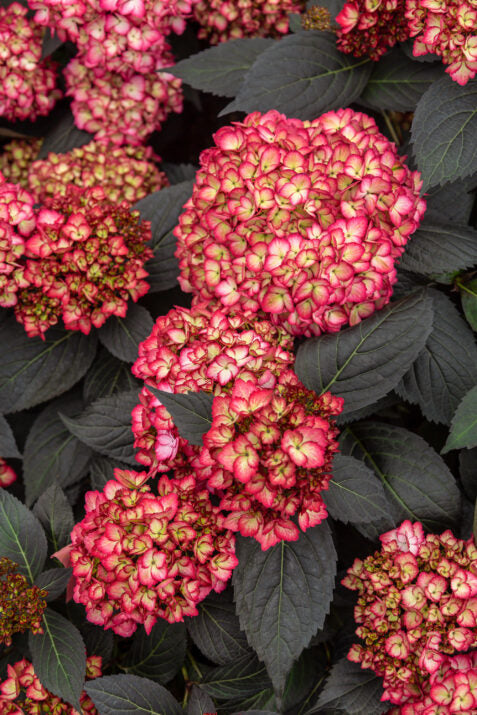Hortensia "Eclipse" mov /Hydrangea macrophylla "Eclipse" purple /