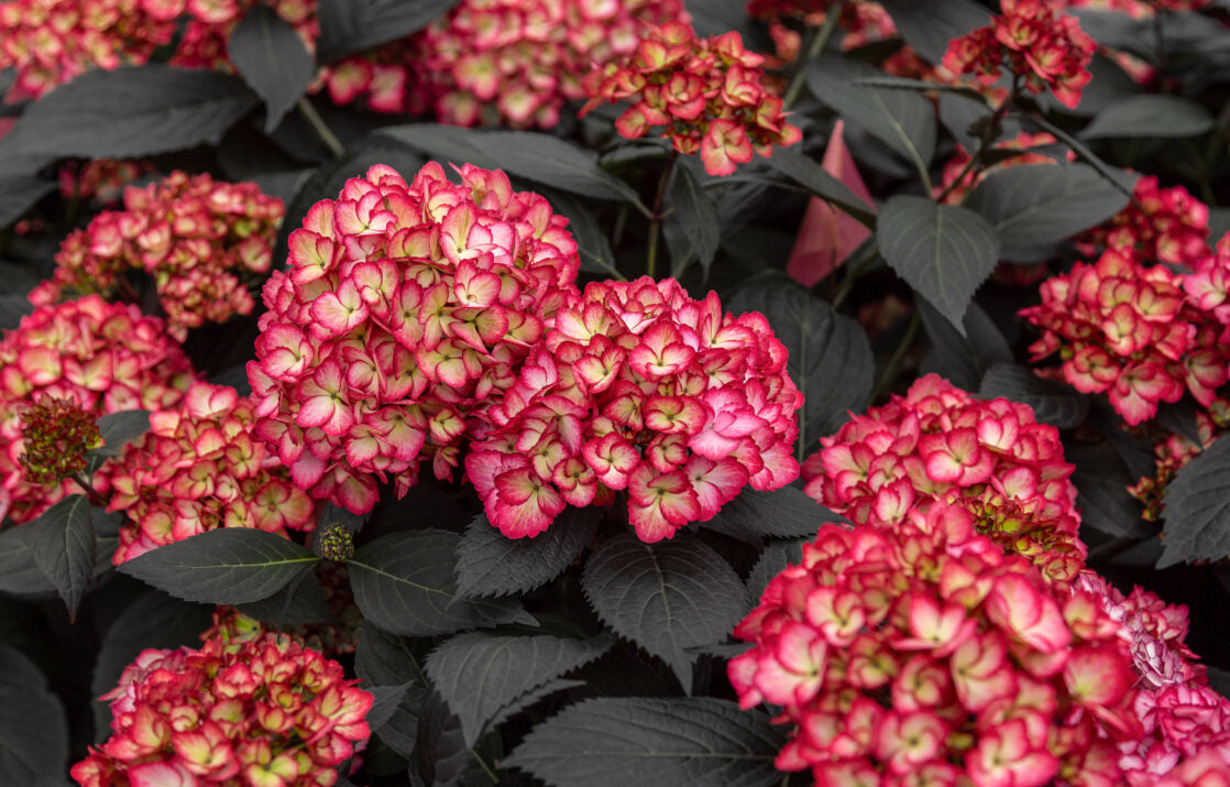 Hortensia "Eclipse" mov /Hydrangea macrophylla "Eclipse" purple /