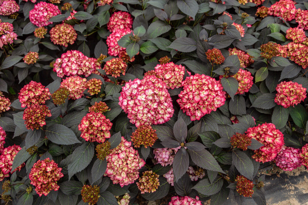 Hortensia "Eclipse" mov /Hydrangea macrophylla "Eclipse" purple /