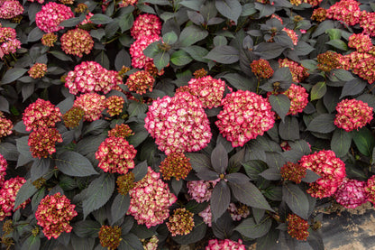 Hortensia "Eclipse" mov /Hydrangea macrophylla "Eclipse" purple /