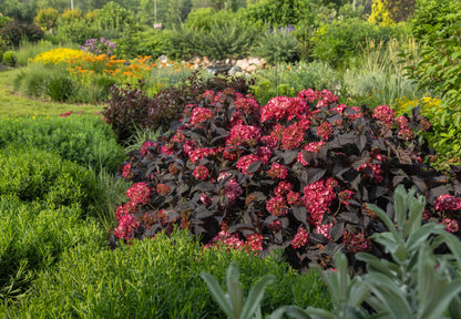 Hortensia "Eclipse" mov /Hydrangea macrophylla "Eclipse" purple /