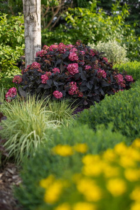 Hortensia "Eclipse" mov /Hydrangea macrophylla "Eclipse" purple /