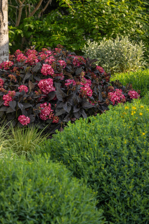 Hortensia "Eclipse" mov /Hydrangea macrophylla "Eclipse" purple /