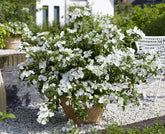 Hortensia "Runaway Bride"/ Hydrangea "Runaway Bride" - Gradina Noastra