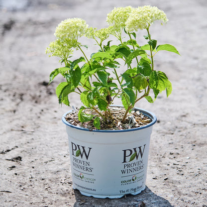 Hortensia " Bellaragazza Blanchetta" / Hydrangea arborescens "Bellaragazza Blanchetta"/