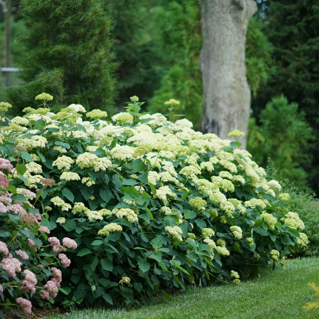 Hortensia "Lime Rickey" 0.20 - 0.30 m / Hydrangea arborescens "Lime Rickey"/ by gradina-noastra