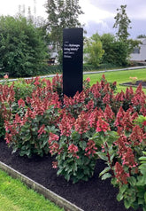Hortensia paniculata Living Creation Mix/Buc / Hydrangea paniculata Living Creation Mix/ - Gradina Noastra