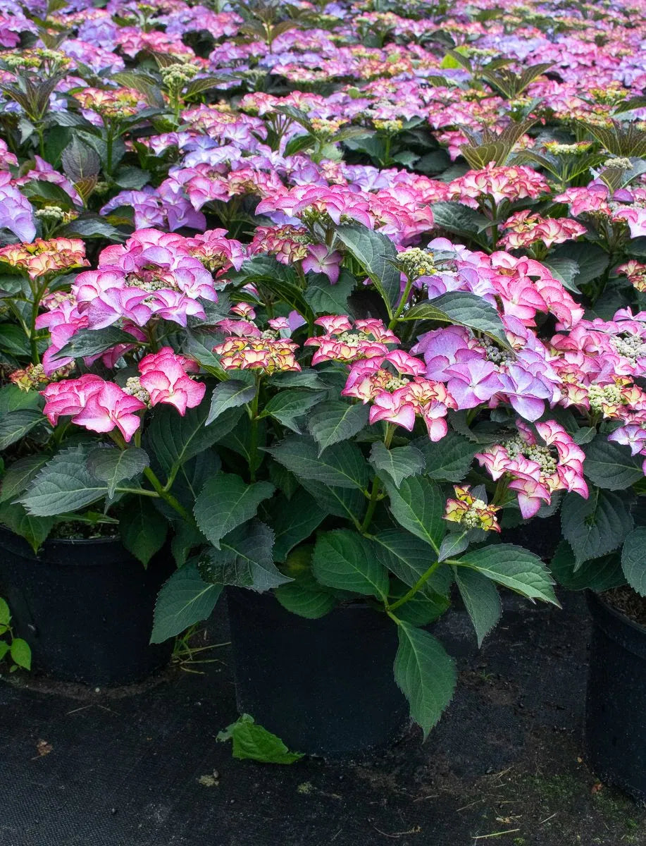 Hortensia "Tiffany" / Hydrangea macr. "Tiffany" /