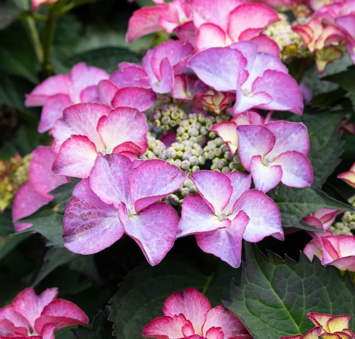 Hortensia "Tiffany" / Hydrangea macr. "Tiffany" /