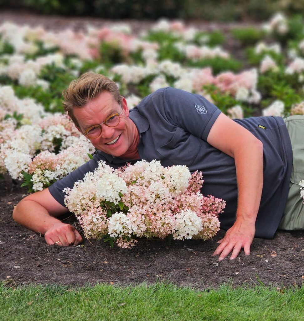 Hortensia paniculata acoperitoare de sol "Groundbreaker Blush" /Hydrangea paniculata ‘Groundbreaker Blush’/
