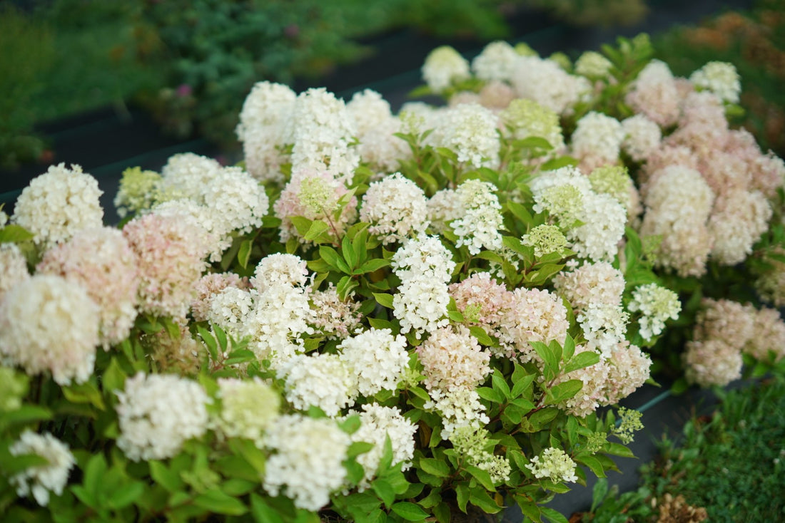 Hortensia paniculata &quot;Fire Light Tiny Bit&quot; / hydrangea paniculata &quot;Fire Light Tiny Bit&quot; /