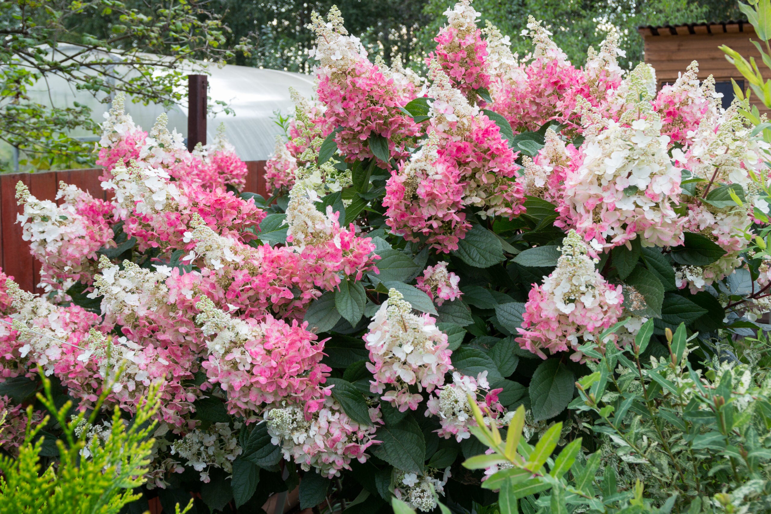 Hydrangea &quot;Maman Rose&quot; 0.50 - 0.70 m / Hydrangea macr. &quot;Mother Rose&quot;/