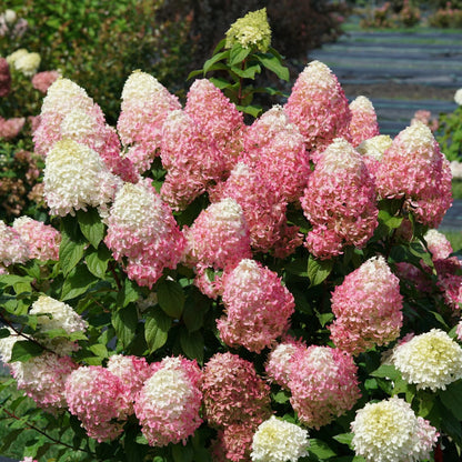 Hortensia paniculata &quot;Quick Fire Fab&quot;/ Hydrangea paniculata &quot;Quick Fire Fab&quot;/
