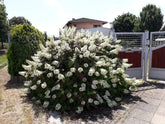 Hortensia cu frunza de stejar "Snowflake"/ Hydrangea quercifolia "Snowflake"/ - Gradina Noastra