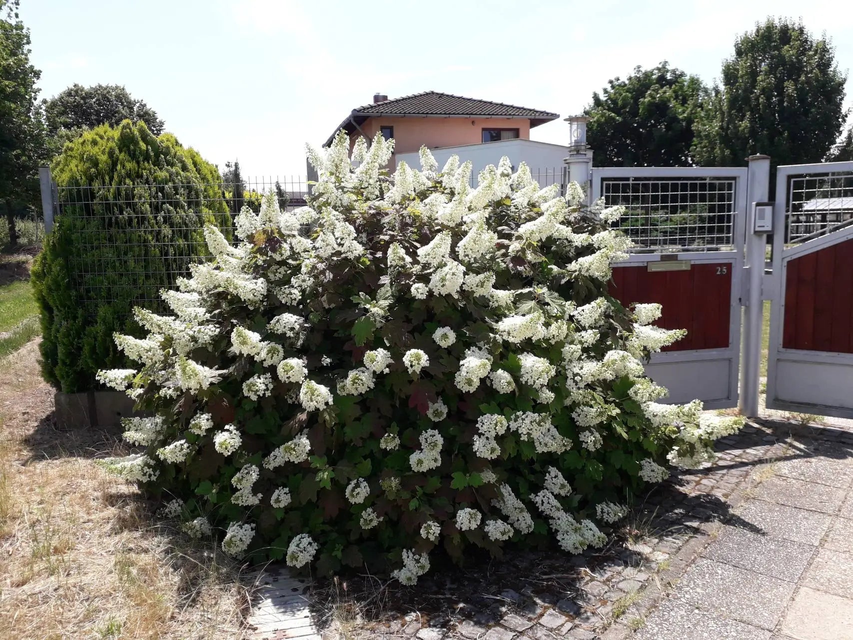 Hortensia cu frunza de stejar "Snowflake"/ Hydrangea quercifolia "Snowflake"/ - Gradina Noastra