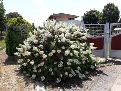 Hortensia cu frunza de stejar "Snowflake"/ Hydrangea quercifolia "Snowflake"/ - Gradina Noastra