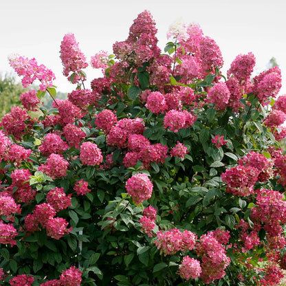 Hortensia paniculata &quot;Wim&