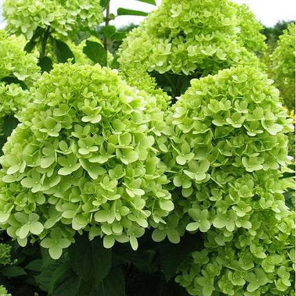 Hydrangea &quot;Maman Rose&quot; 0.50 - 0.70 m / Hydrangea macr. &quot;Mother Rose&quot;/