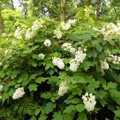 Hortensia cu frunza de stejar "Snowflake"/ Hydrangea quercifolia "Snowflake"/ - Gradina Noastra